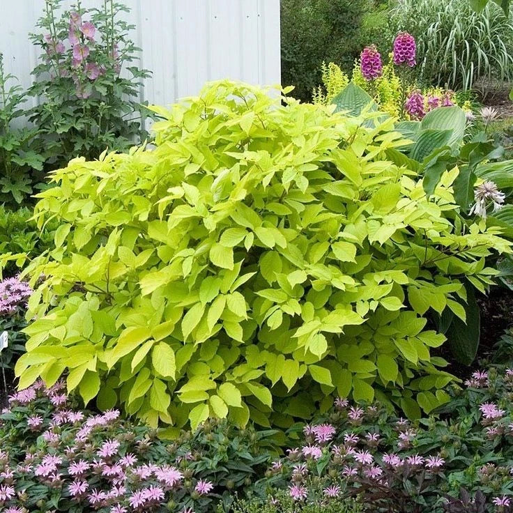 Sun King Japanese Spikenard Plant - 4-Inch Pot - Aromatic Perennial - Aralia racemosa - Low Maintenance Garden Focal Point