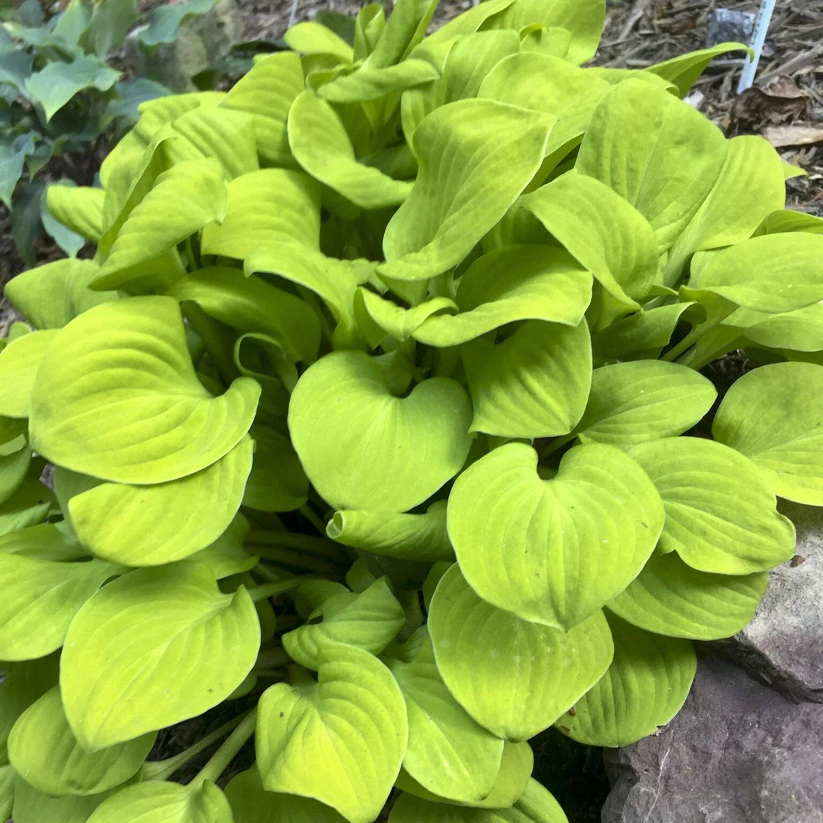 Hosta Plant in 5.25" Pot, Sun Mouse Mini Perennial for Shade, Hosta 'Sun Mouse', Well-Rooted, Low Maintenance Garden Plant