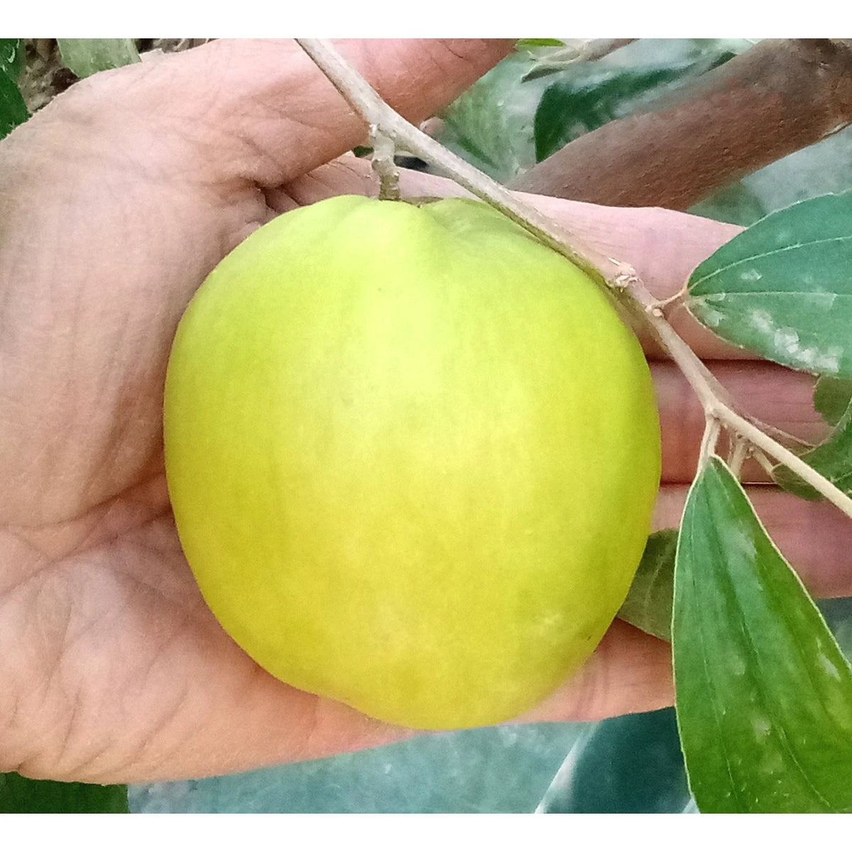 Taiwan Green Jujube Tree Grafted Cutting 10" Juicy Sweet Ziziphus jujuba 'Taiwan Honey Date' - Perfect for Home Gardens