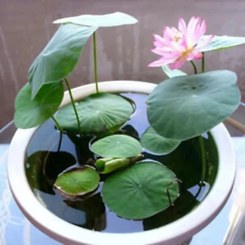 Bonsai Water Lily Seeds - 10 Seeds - Flowering Nymphaea spp. with Floating Lily Pads - Perfect for Ponds and Water Gardens