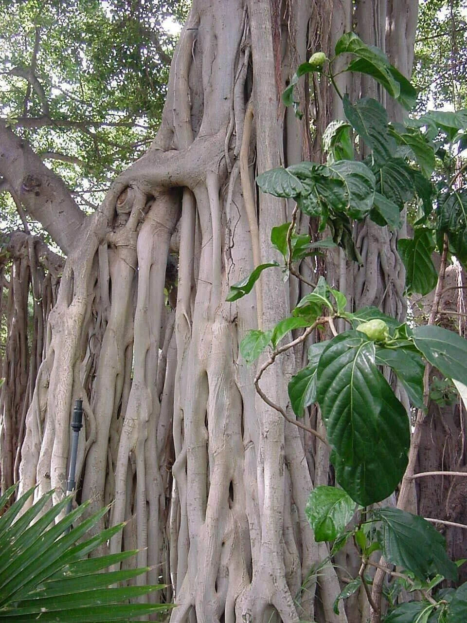 Ficus Benghalensis Tree Seeds | Ornamental Banyan Fig | Tropical Indoor Gardening | Exotic Plant Seeds for Landscapes