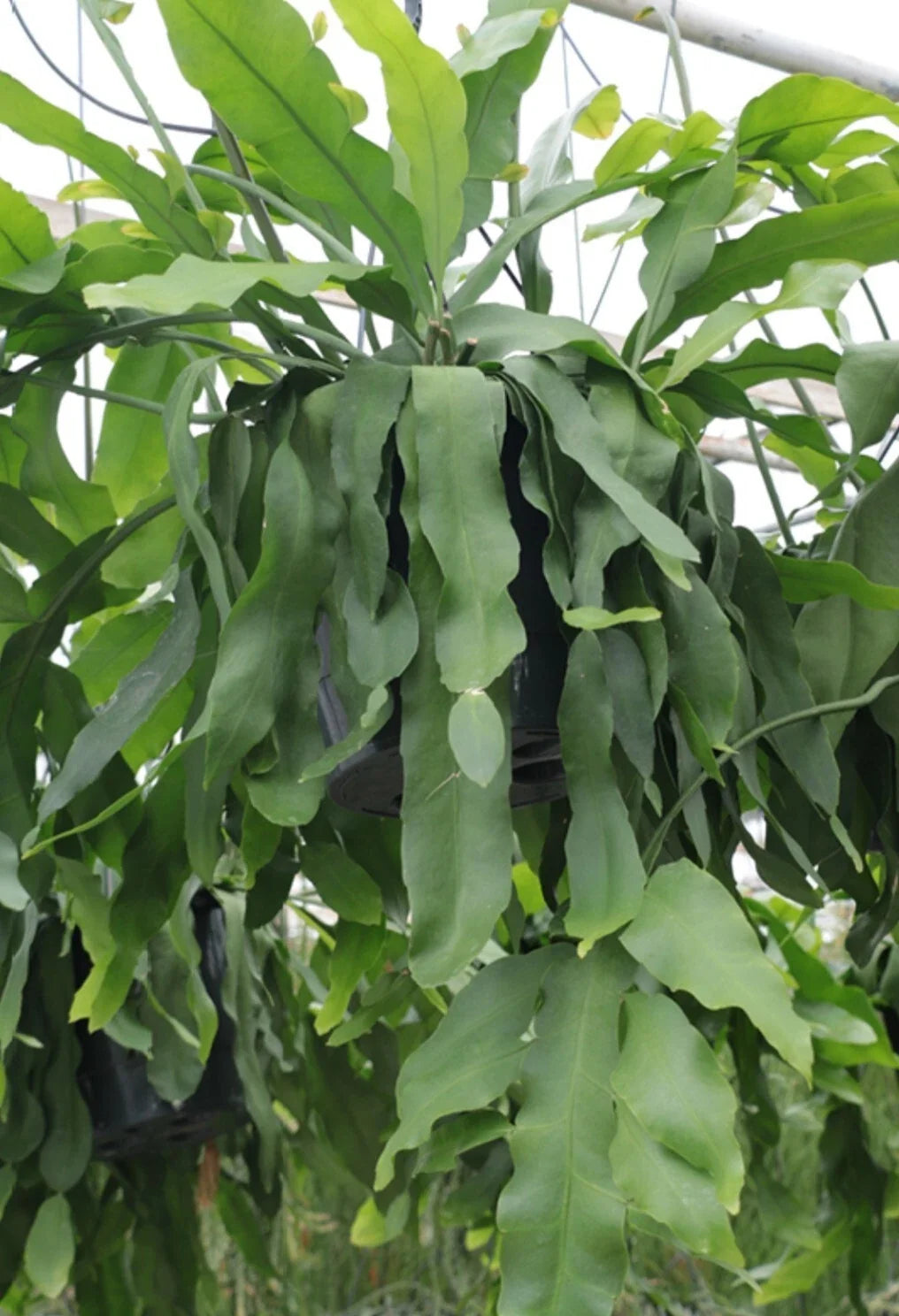 Rare Epiphyllum Crenatum "Beavertail" Cactus Cuttings 6-8" - Unique Succulent for Propagation - Indoor/Outdoor Plant