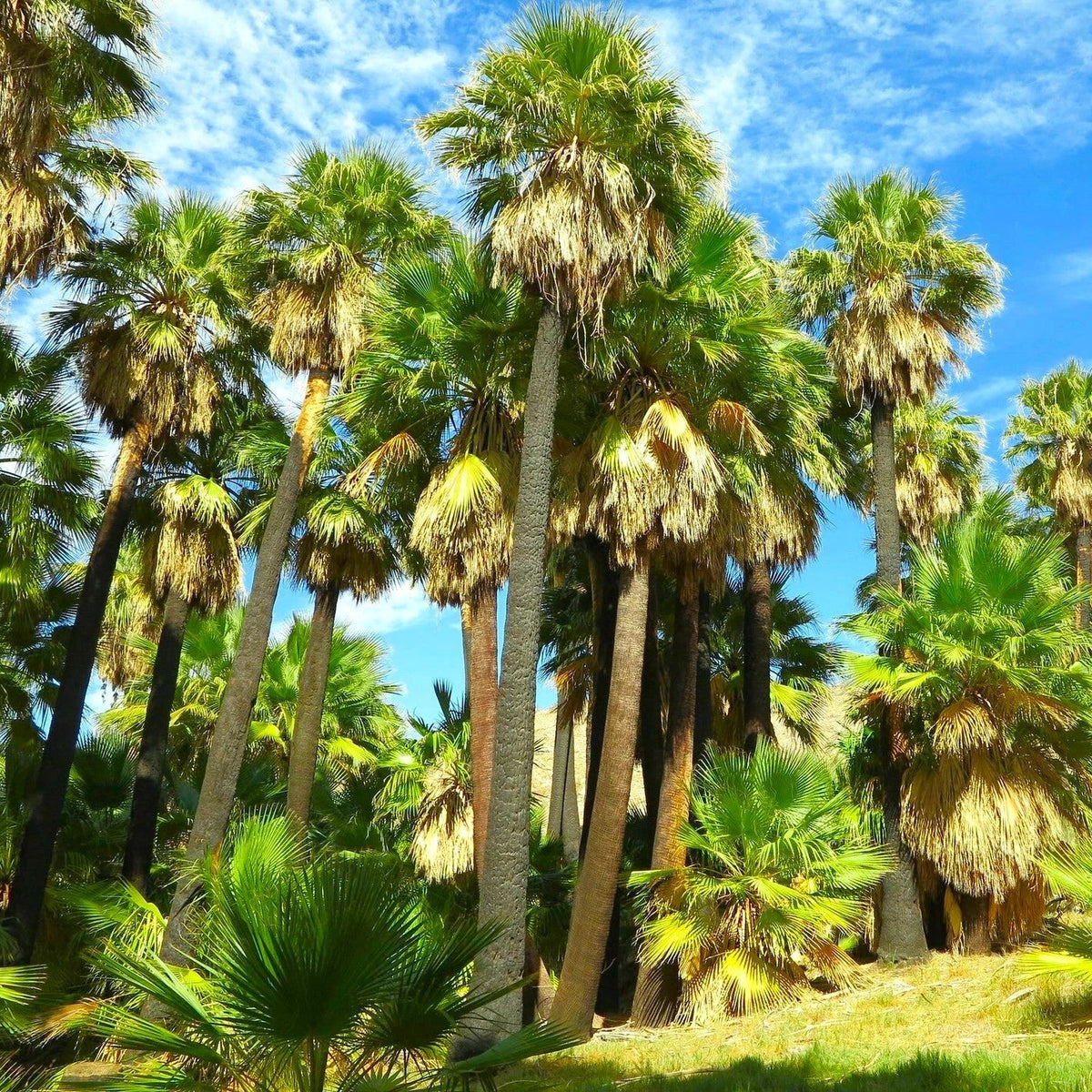 Giant California Palm Tree Seeds - Washingtonia robusta - Tropical Landscape Plant Seeds for Garden & Landscaping