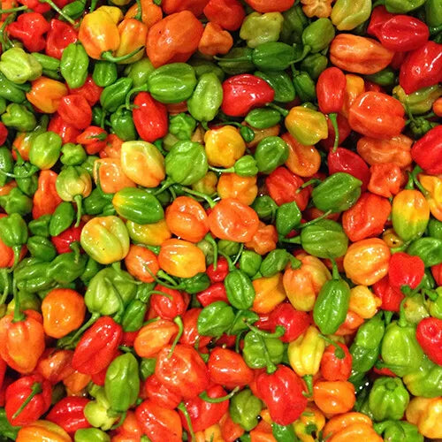 Aji Dulce Pepper Seeds | Heirloom Non-GMO | Sweet Pepper Variety | Capsicum chinense | 25 Seeds for Home Garden