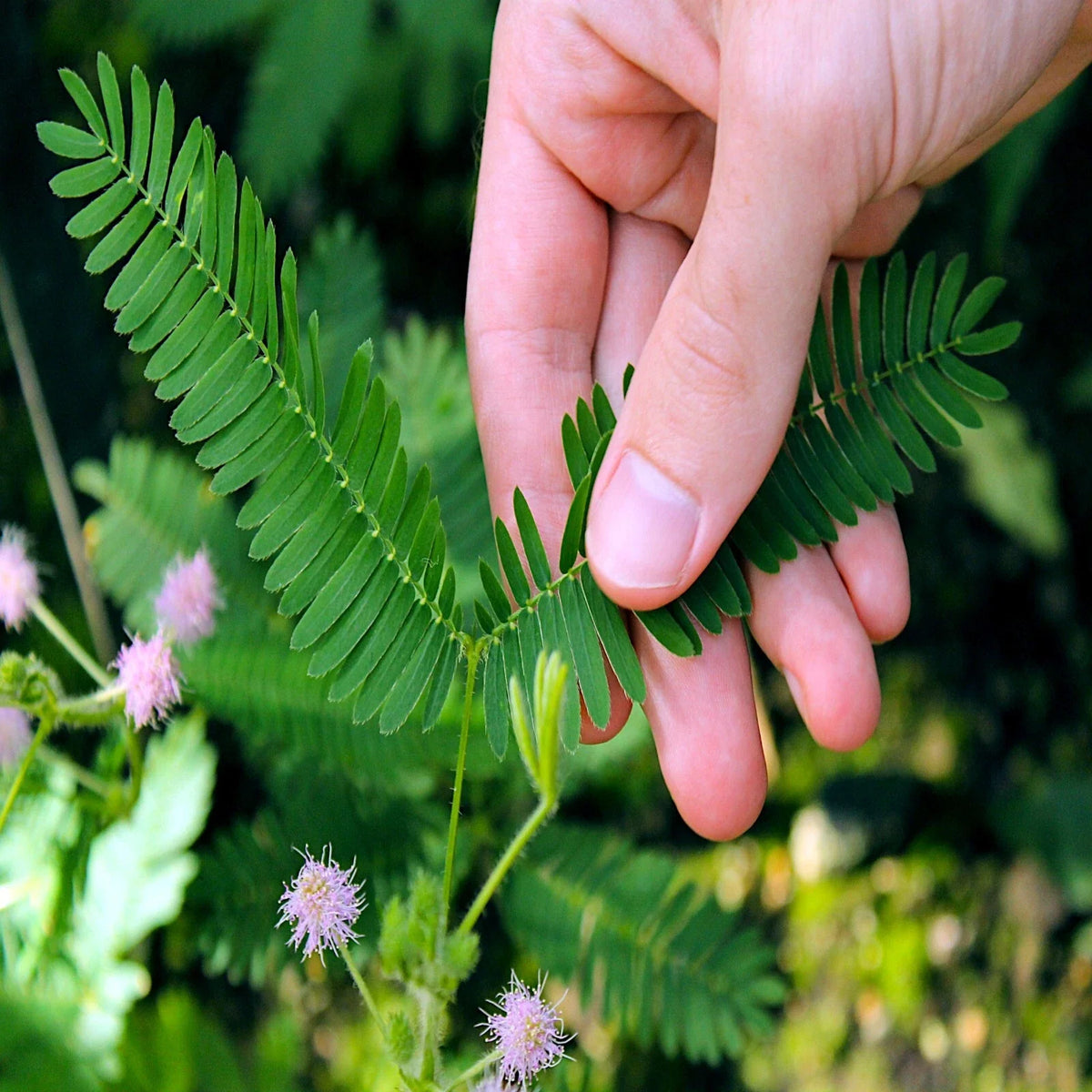 Dwarf Sensitive Plant Seeds - Mimosa Pudica - Unique Touch-Sensitive Flowering Houseplant for Indoor Gardening - 20 Seeds
