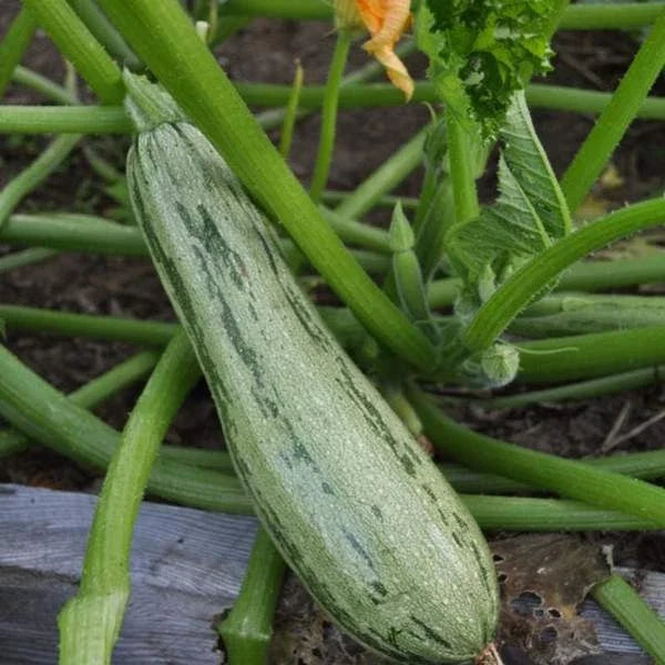 Caserta Summer Squash Seeds | Organic Heirloom Vegetable Seeds | Cucurbita pepo | Non-GMO Gardening Essentials
