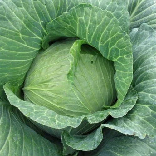 Early Round Dutch Cabbage Seeds - 2g - 400 Non-GMO Seeds - Brassica oleracea - Compact Growth for Small Spaces