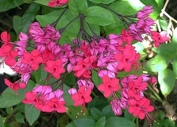 Bleeding Heart Starter Plant - Java Red - Clerodendrum Delectum - Red & Purple Rooted Plant for Garden & Containers