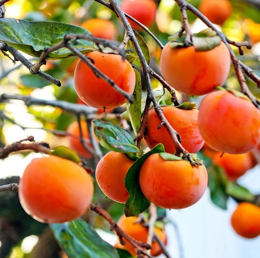 American Persimmon Live Tree 12-18" - Fruit Bearing - Diospyros virginiana - Eco-Friendly No Pot Plant