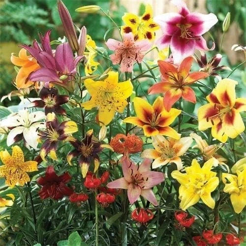 All Summer Lily Mix Bulbs - 20 Oriental, Tiger, Asiatic, Trumpet - Lilium spp. - Vibrant Garden Flowers for Planting