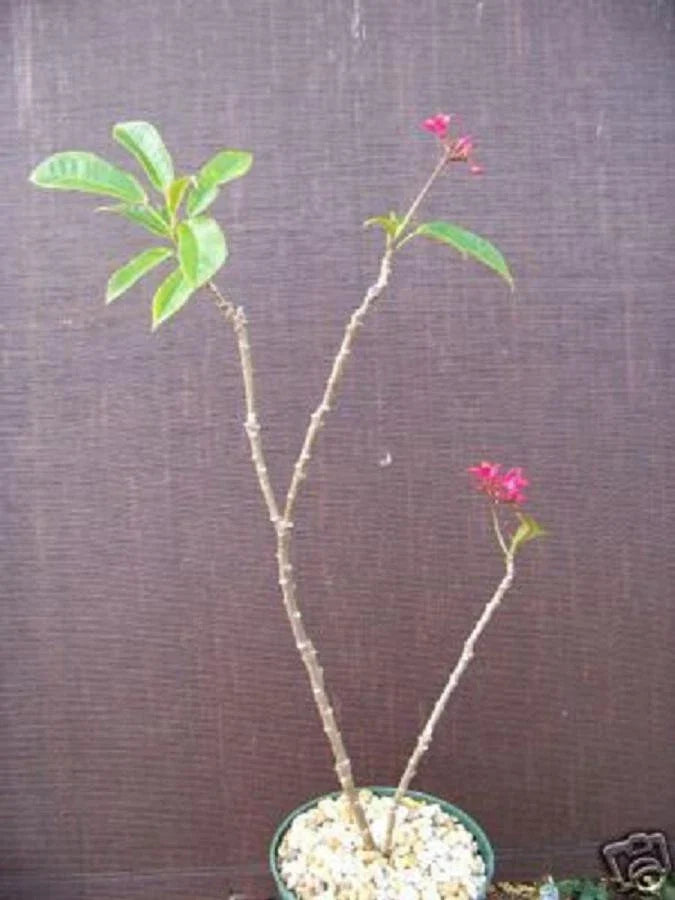 Jatropha Plant 6" Rare Drought Tolerant Succulent Cactus Jatropha integerrima - Ornamental Cacti for Gardens
