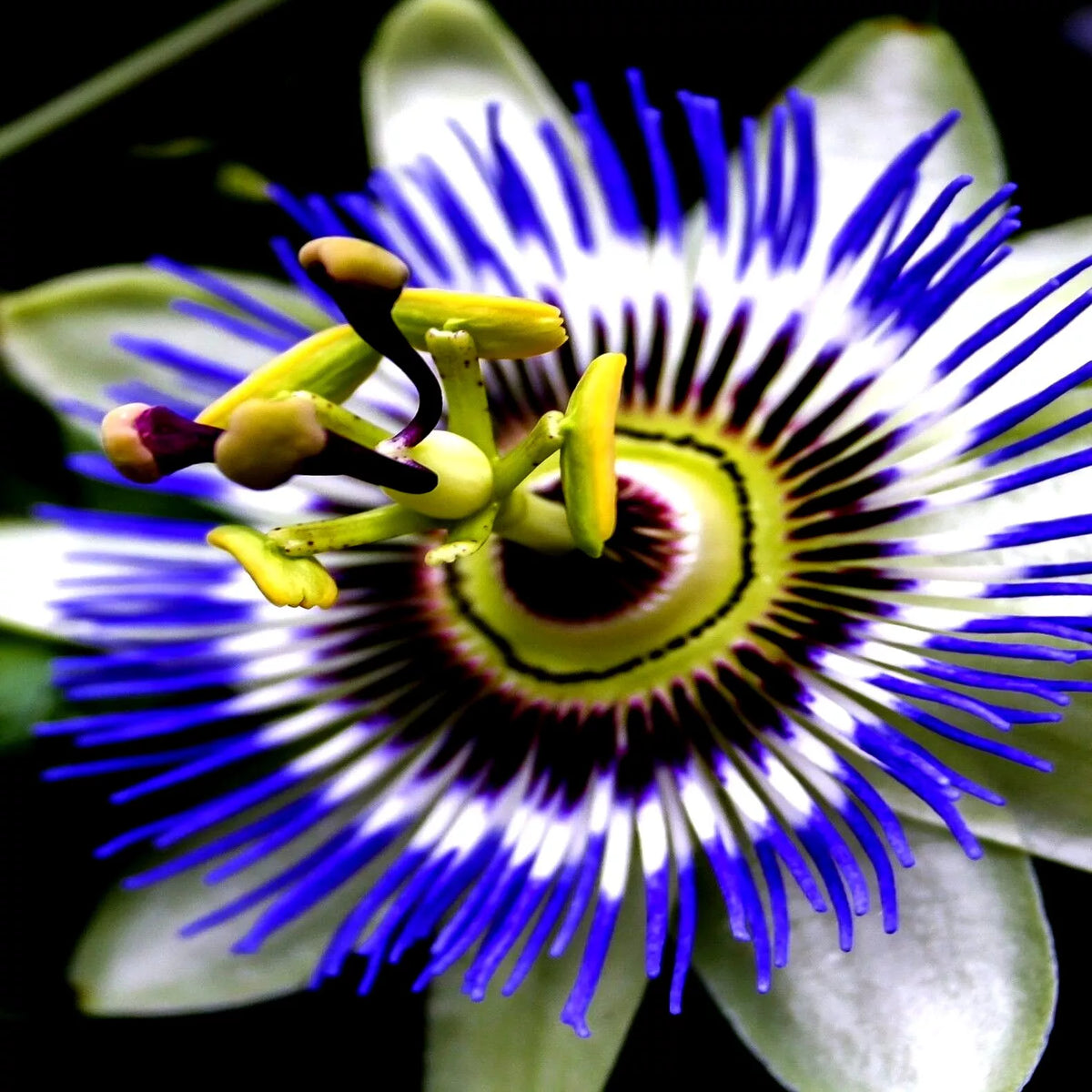 Blue Passion Flower Seeds - 20 Count - Climbing Vine for Hummingbirds & Butterflies - Passiflora caerulea