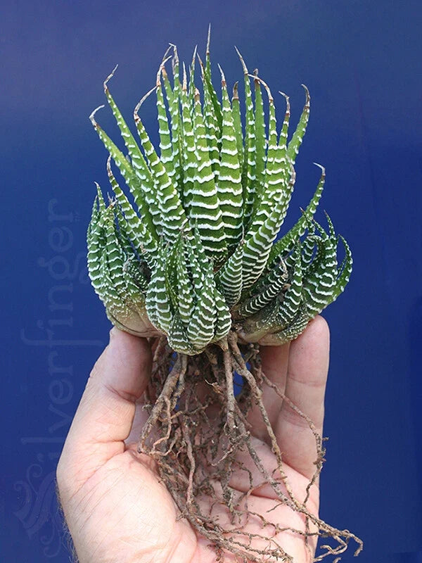 Zebra Plant Succulent | 4-Inch Pot | Haworthiopsis attenuata | Hardy Indoor Low Maintenance Cactus