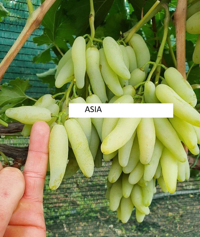 Seedless Grape Vine Cuttings - 5 Rooting/Grafting Cuttings - Asia Variety - Vitis vinifera - Imported from Ukraine