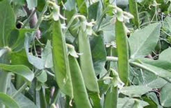 Lincoln Pea Seeds Pack - Heirloom Non-GMO Pisum sativum - 20+ Seeds for Home Gardens and Sustainable Gardening