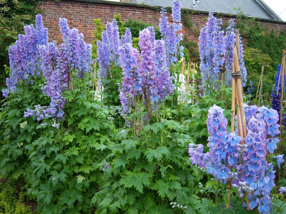 Delphinium Plant 3 Inch Summer Skies Variety Blue Flowers Delphinium elatum - Pacific Giant Series