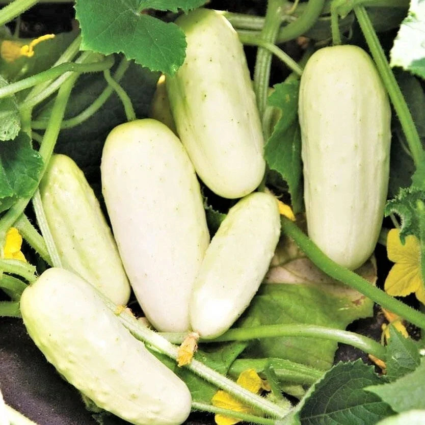 White Wonder Cucumber Seeds | Albino Ivory King Pickling Cucumbers | Cucumis sativus | Non-GMO Seed Packet (Approx. 25 Seeds)