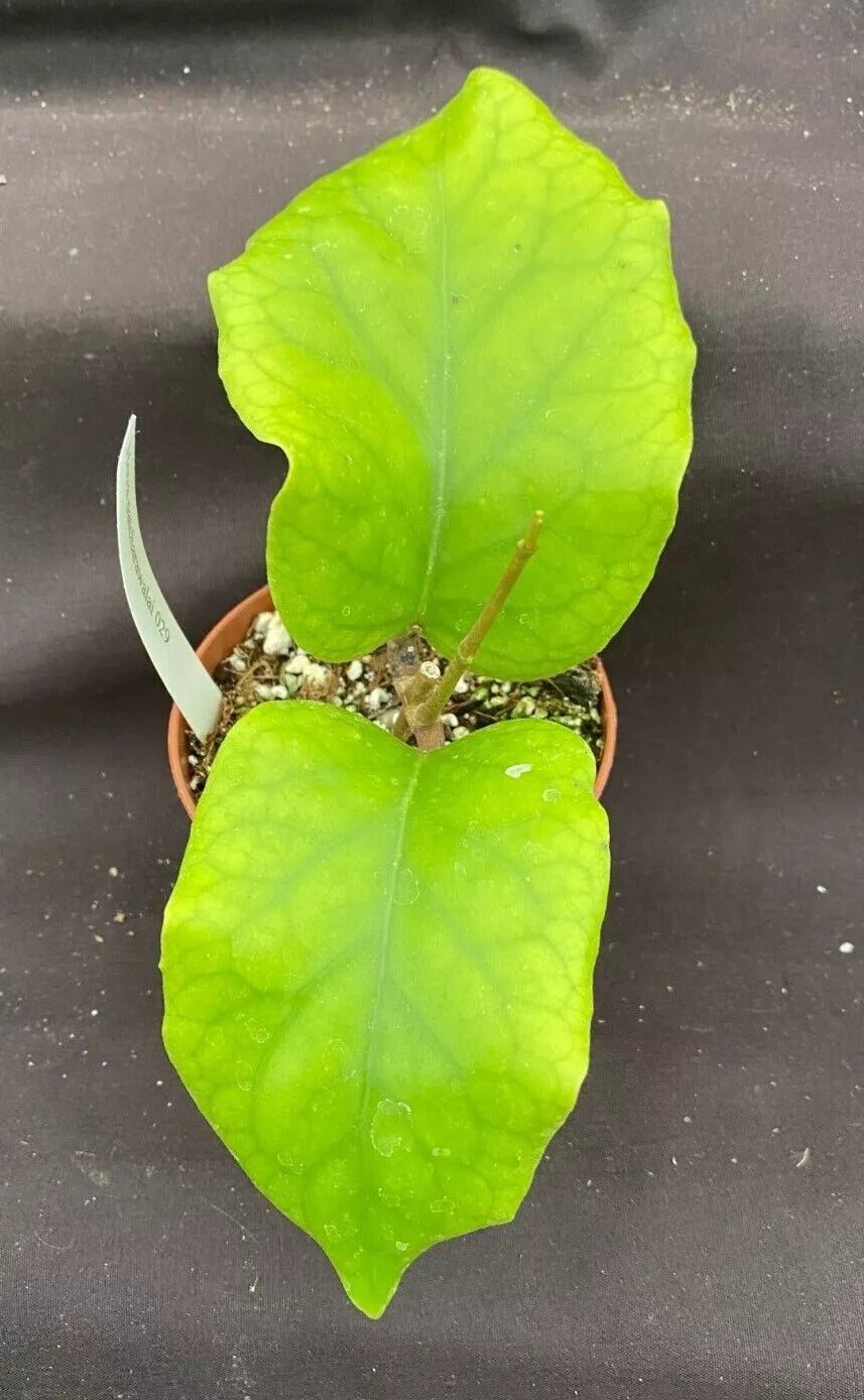 Rare Hoya Patcharawalai 029 Rooted Plant in 2.5" Pot - Exotic Foliage, Easy Care, Ideal for Indoor & Outdoor Display