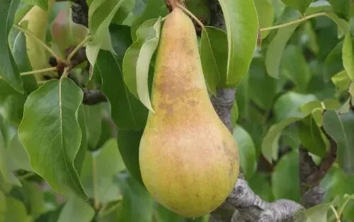 Concorde Pear Seeds - 25+ Count - Pyrus communis - USA Grown - Ideal for Home Gardening and Backyard Orchards