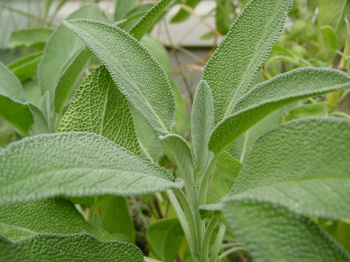 Broadleaf Sage Plant, Culinary Herb, Non-GMO, Salvia Officinalis, Various Sizes, Garden Plant, Free Shipping