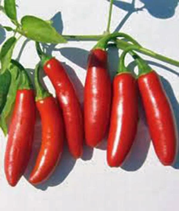 Serrano Pepper Seeds - 100 Heirloom Non-GMO Seeds for Hot Chile Peppers, Capsicum annuum