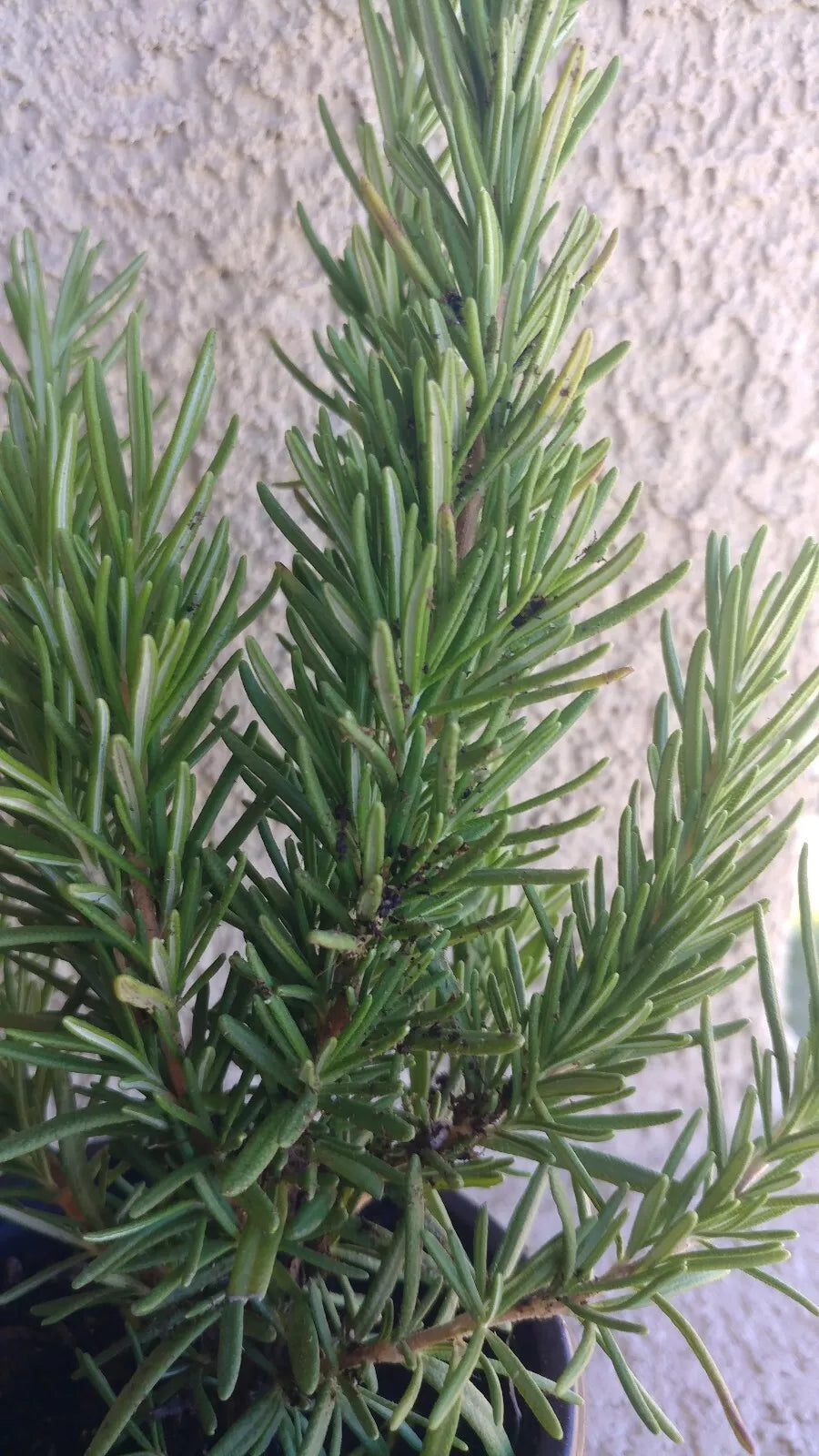 Rosemary Plant - Medium Live Bare Root Herb - Rosmarinus officinalis - Aromatic Culinary Herb for Garden