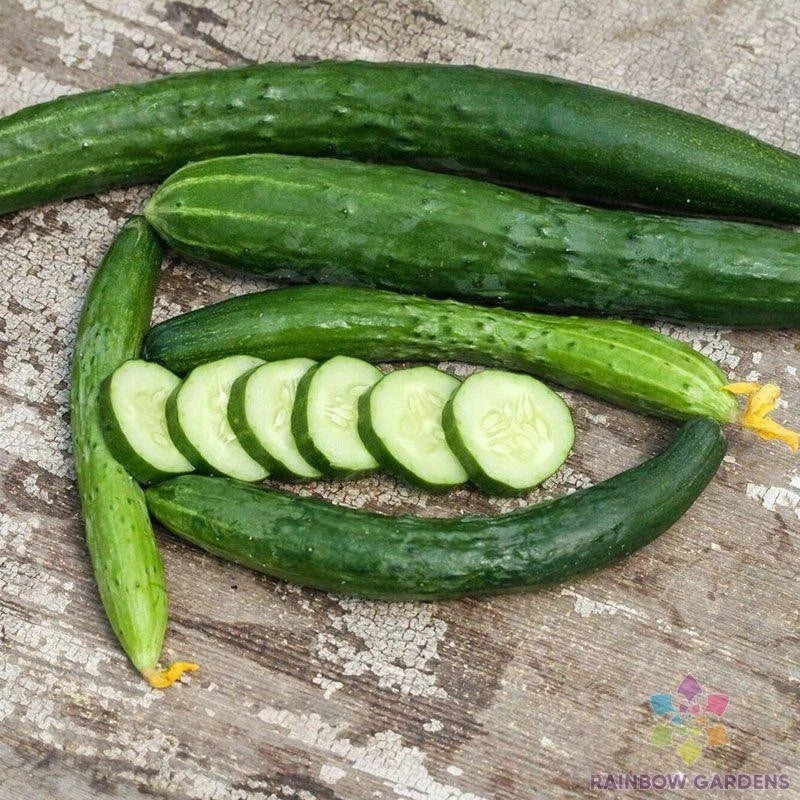 Aonaga Jibai Cucumber Seeds - 25+ Non-GMO Seeds for Garden Planting - Cucumis sativus - USA Grown, Easy to Grow