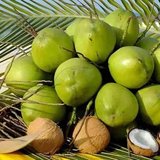 Sprouted Dwarf Green Malayan Coconut Plant 6–8” Tall, Rare Fresh Coconuts, Cocos nucifera 'Malayan Dwarf', Tropical Indoor Outdoor