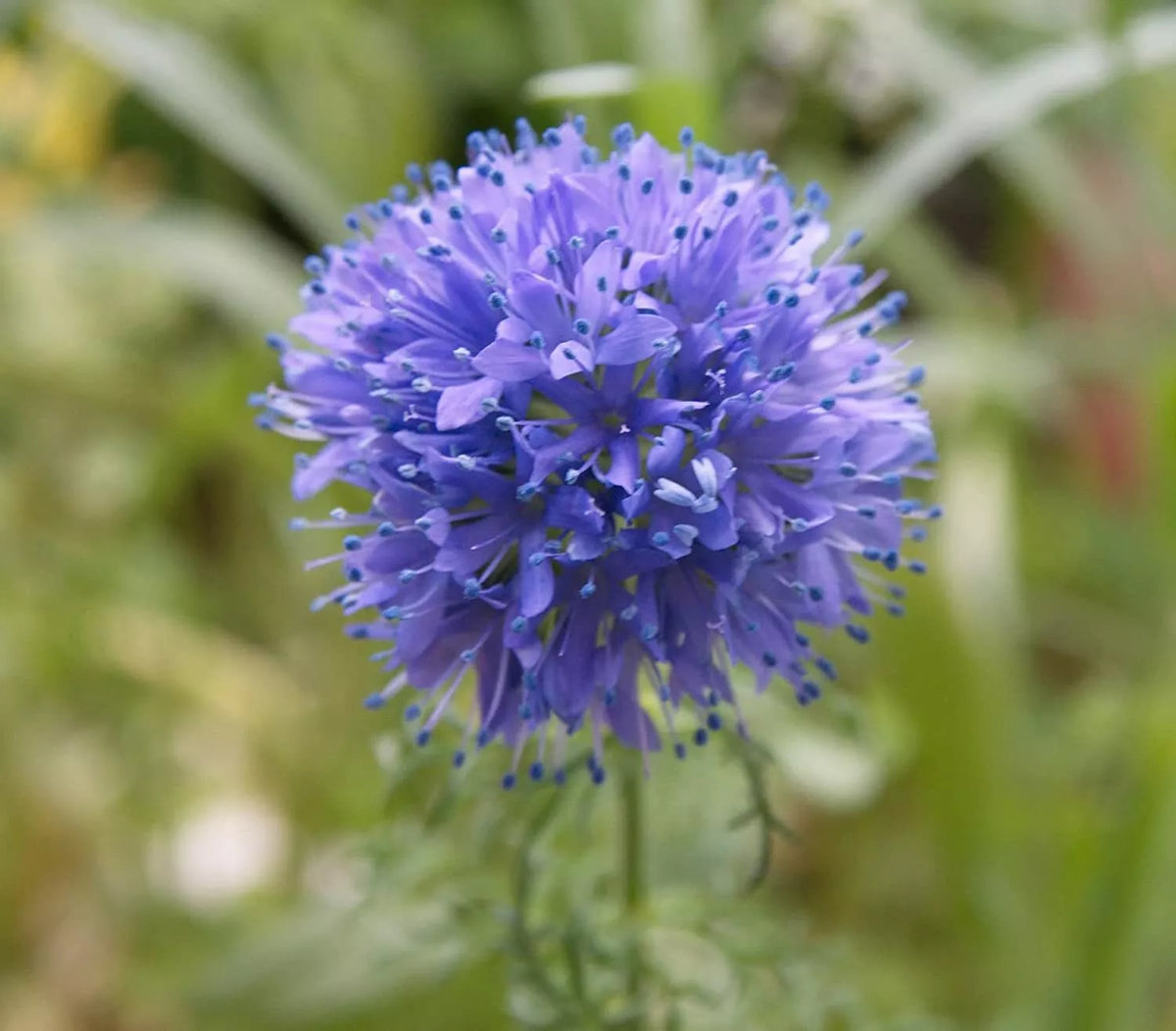 Globe Gilia Seeds for Planting, 200+ Count, Blue & Purple Wildflower, Gilia capitata, Annual Pollinator-Friendly Seeds