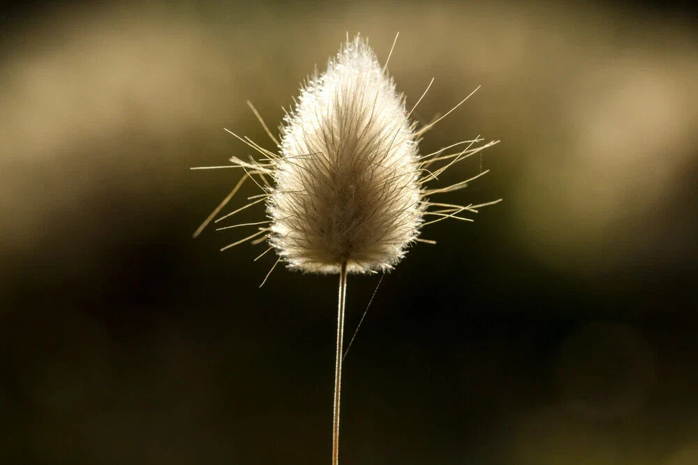 Bunny Tails Grass Seeds 25 Pcs, Lagurus Ovatus, Dried Flowers for Crafts, Ornamental Plant Seeds, Whimsical Garden Decor