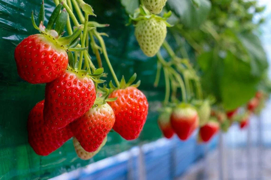 Everbearing Strawberry Seeds - 100+ Seeds - Red Vines - Fragaria x ananassa - Perfect for Container Gardening & Fresh Eating