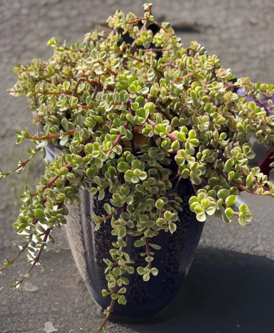Rainbow Variegated Elephant Bush Cuttings - 2 Unrooted 4-Inch Dwarf Jade Plant - Portulacaria afra var. variegata