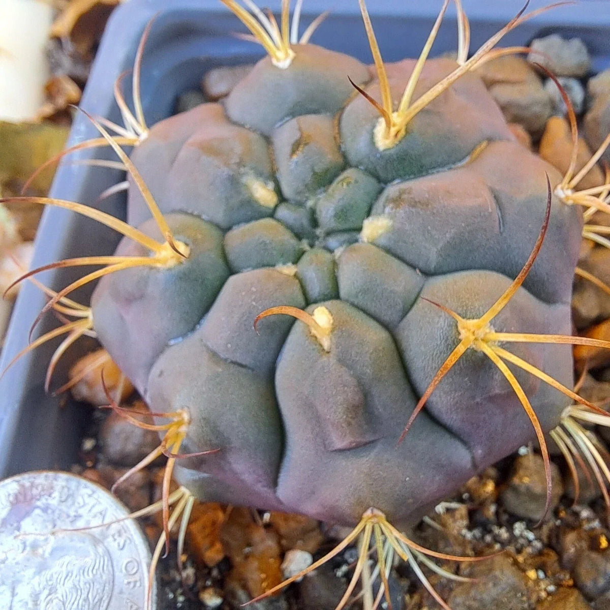 Gymnocalycium Pfanzii Albipulpa Bare Root Cactus Plant - Rare White Spine Succulent for Collectors - Cactaceae