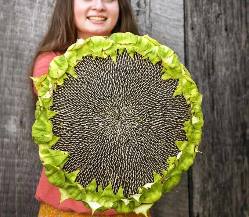 Giant Mongolian Sunflower Seeds - 50+ Heirloom Non-GMO - Helianthus annuus - Vibrant Garden Blooms