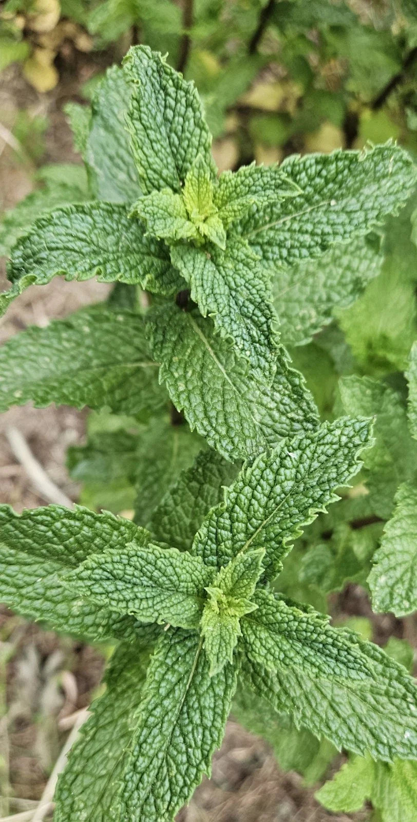 Live Starter Peppermint Plants - 6 Bareroots - Rau Thom Mint - Mentha × piperita - Organic, Aromatic Culinary Herb