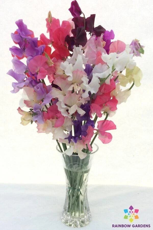 Sweet Pea Seeds - 50+ Pack - Winter Romance - Lathyrus odoratus - USA Grown, Fragrant Flowers for Gardens and Trellises