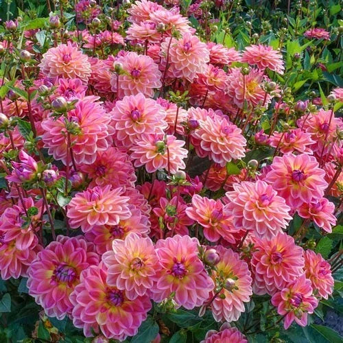 Dahlia Flower Seeds - 25 Pacific View Perennial Seeds - Colorful Blooms - Dahlia pinnata - Easy to Grow Garden Planting