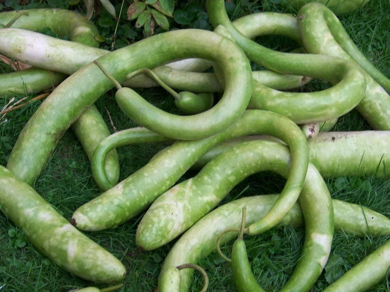 Snake Gourd Seeds - Pack of 20 - Trichosanthes cucumerina - Non-GMO, High Germination, Ideal for Home Gardeners
