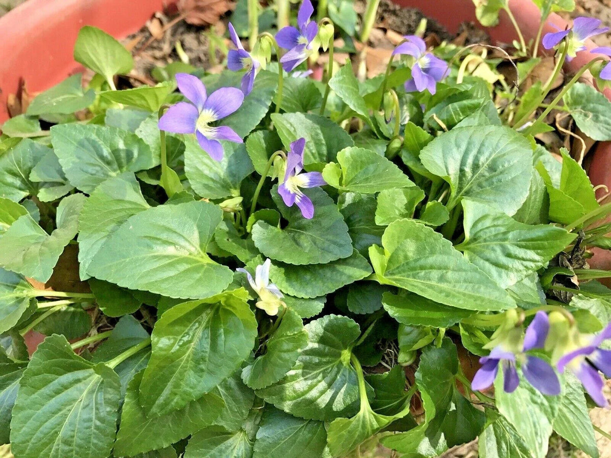 Purple Wild Violet Flower Bulbs - 100 Bare Root Perennials - Viola sororia - Easy to Grow, Vibrant Spring Blooms
