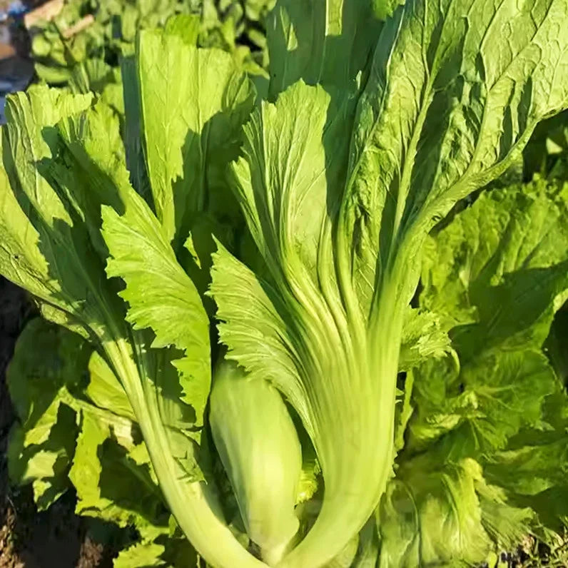 Da Ping Pu Mustard Green Seeds - Small Head Swatow Heart Bao - Brassica juncea - Non-GMO Seed Packet for 2025 Planting