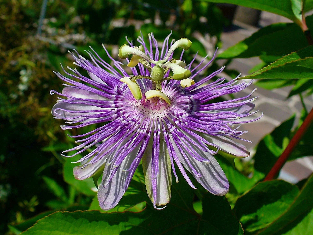 Maypop Purple Passion Seeds - 10 Pack - Edible Fruit - Passiflora Incarnata - Cold Hardy Perennial Vine for Garden