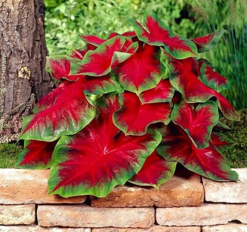 Florida Cardinal Caladium Bulbs 2 Pack - Red & Green Foliage - Caladium × hortulanum - Easy to Grow for Shaded Areas
