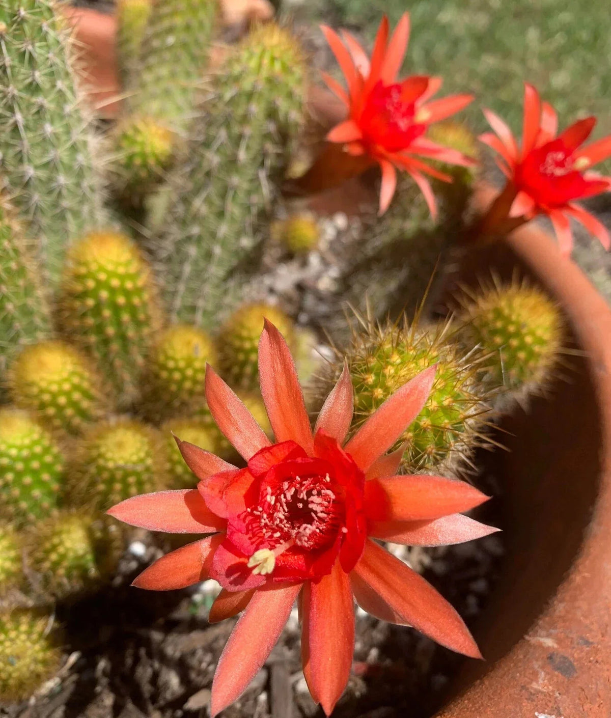 Hildewintera Hybrid Traisenblut Succulent Plant - Rooted 4-Inch Cactus - Easy Growing Indoor/Outdoor Cacti, Drought Tolerant