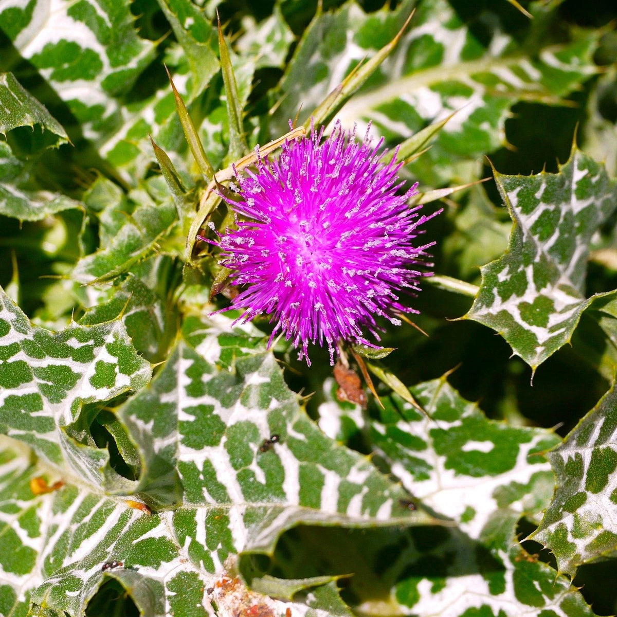 Milk Thistle Seeds 50 Pack - Silybum marianum - Holistic Liver Support Herb - Non-GMO Gardening Seeds for 2025 Planting