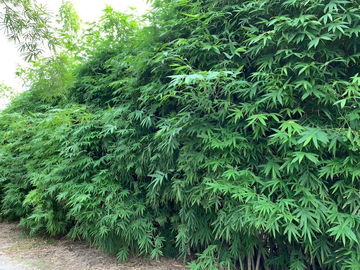 Dwarf Bamboo Seeds 50 Pack - Clumping Privacy Plant - Bambusa spp. - Fast Growing for Garden Landscape - US Seller