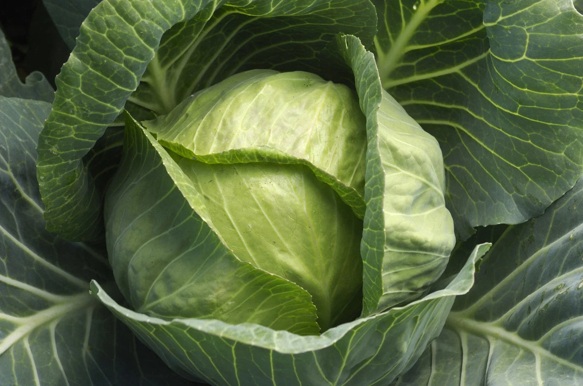 Cabbage Seeds Pack of 100 - Organic Late Flat Dutch Variety - Brassica oleracea - Non-GMO Vegetable Seeds for Home Garden