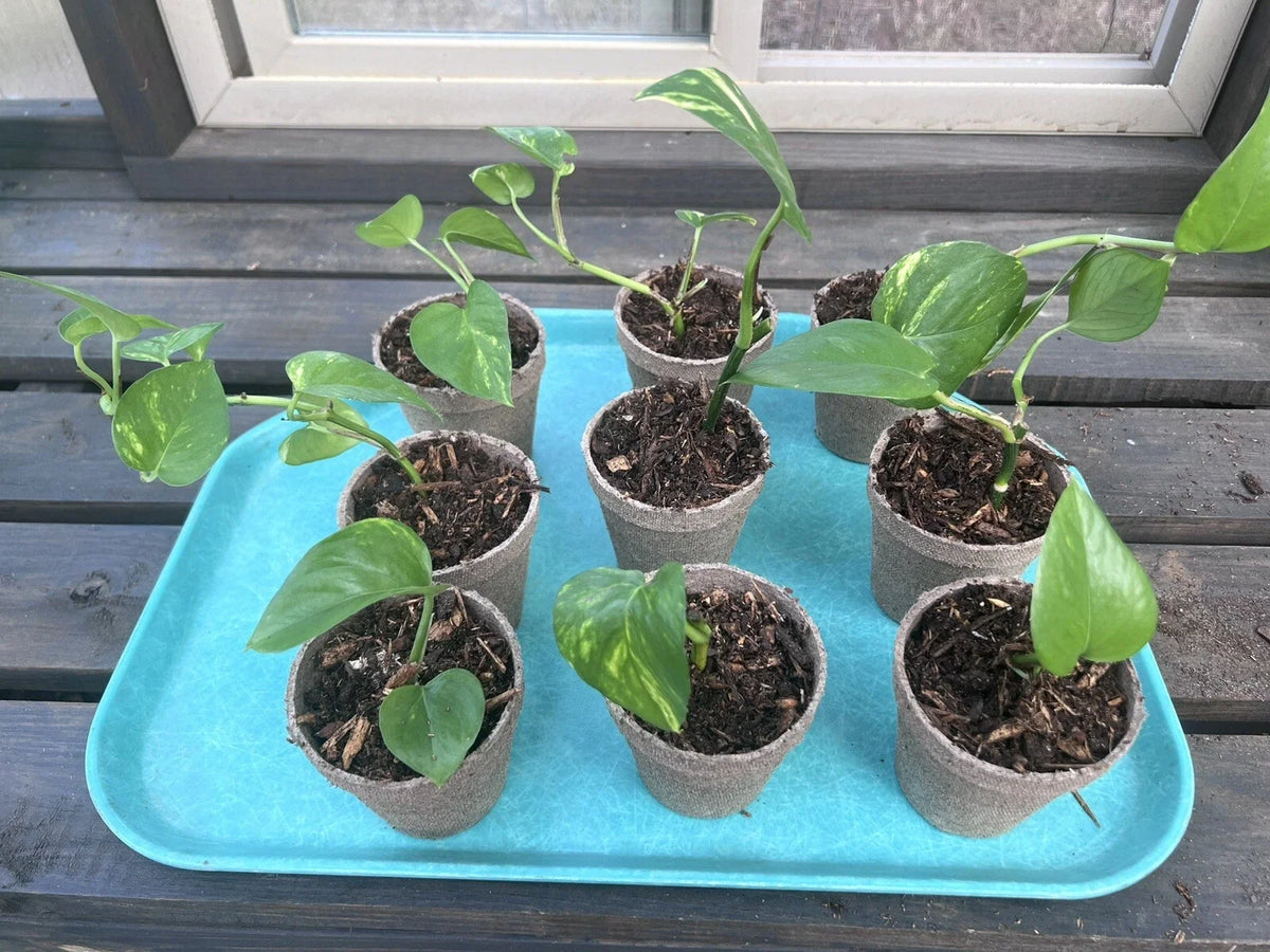 Marble Queen Golden Pothos Live Plant 4-6" Variegated in 3" Pot, Epipremnum aureum 'Marble Queen' for Indoor Decor