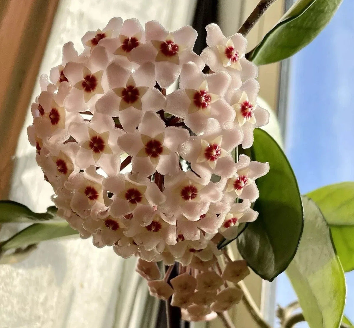 Hoya Live Rooted Plants 2 Pack - Fragrant Wax Plant with White Pink Flowers (Hoya spp.) for Indoor Outdoor Decor