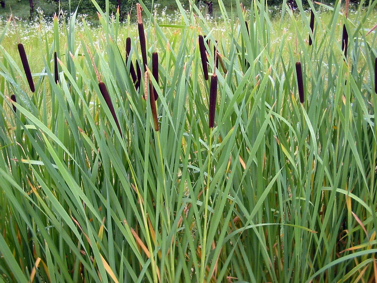 Cattail Seeds - 2000 Seeds - Typha latifolia - Fresh Harvest for Ponds & Wetlands - Wildlife Habitat Enhancement