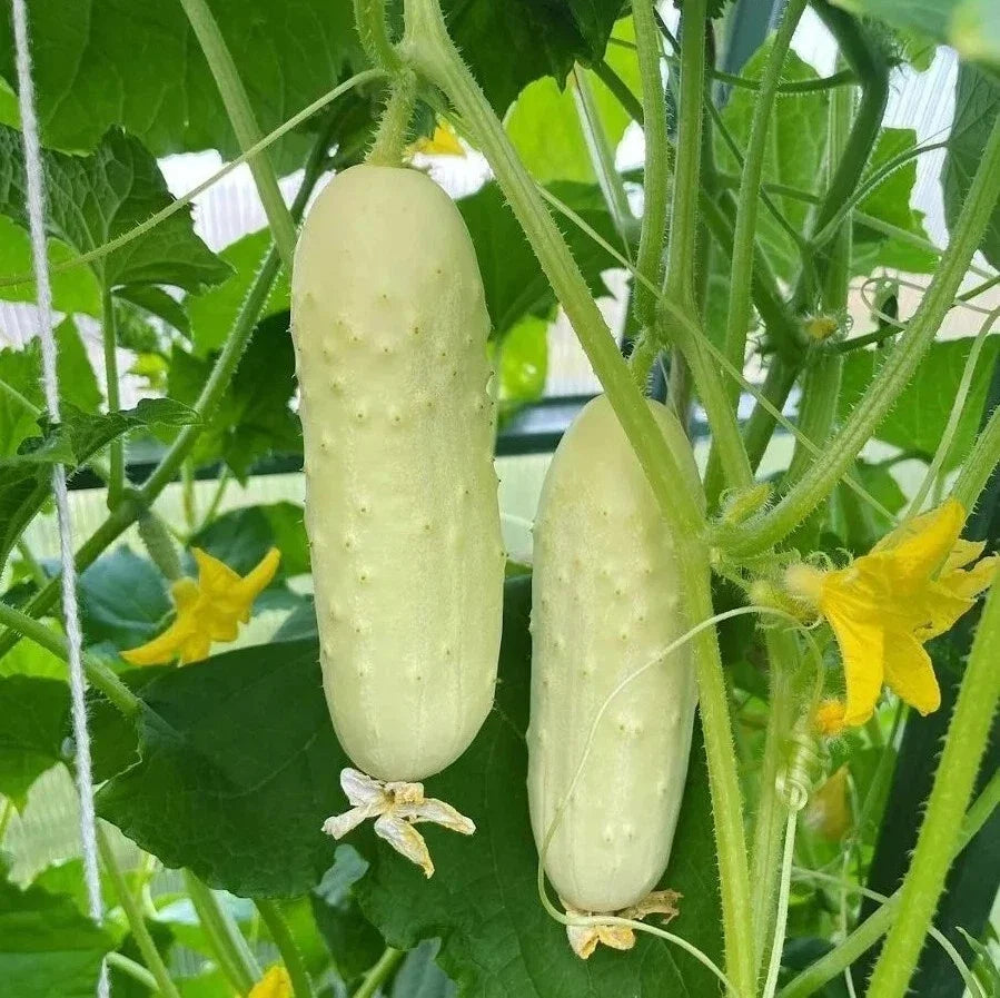 White Wonder Cucumber Seeds - 20 Pack - Heirloom Organic Non-GMO Rare Variety - Cucumis sativus